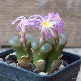 D6822 CONOPHYTUM PRAESECTUM POFFADDER pot5-H3,5-W4,5 cm MaMa Cactus Green Plant