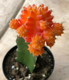Gyncocaleum Mihanovichii Friedrichii 'Moon Cactus' 'Orange', Comes in a 2.5" Pot Flowering Plants