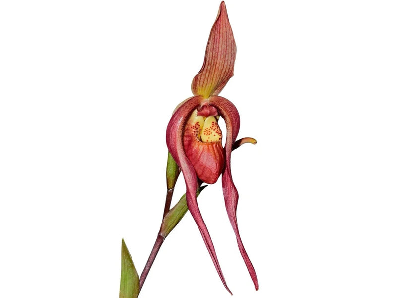 Red and burgundy slipper orchid flower with long curled petals on green stem
