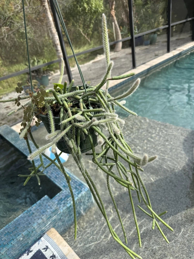 Rhipsalis succulent plant with long green segmented stems, small clusters on branches