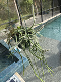 Rhipsalis neves armondii f. megalantha Actual Plant Free Shipping Orchids