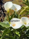 Healthy Pond Plants Calla Lilly Flowering Plant Blooms White Flowers Bulb Plant Flowering Plants