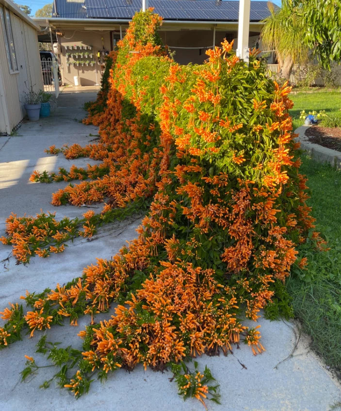 Set 3 Orange Trumpet Vine Live Plant - 4-6" Tall - Fast Growing Climbing Flower Flowering Plants