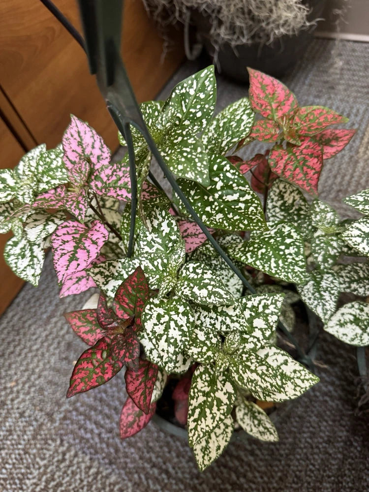 Polka-dot orchid plant with green leaves and pink speckles