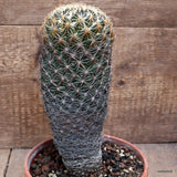 D2835 CORYPHANTHA COMPACT pot16-H23-W10 cm MaMa Cactus Green Plant