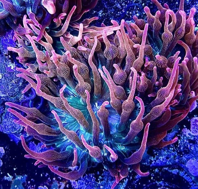 Rose Bubble Tip Anemone Large!!  Live Coral Anemone