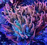 Rose Bubble Tip Anemone Large!!  Live Coral Anemone