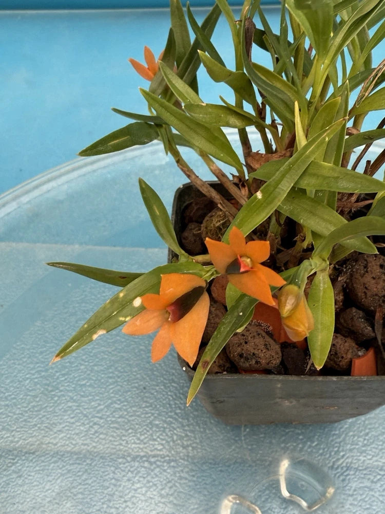 Orange and dark green orchid plant with small blooms in a terracotta pot