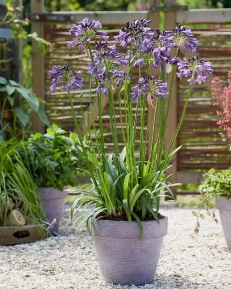 Lily of the Nile plant in gray pot with purple flower spikes and green leaves
