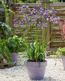 Blue/White Lily of the Nile Rooted Adult Plant - READY TO PLANT IN THE GROUND! Lily