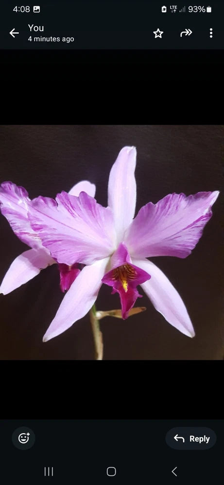 White and purple striped orchid flower with yellow lip and purple center