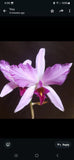 BEAUTIFUL RARE LAELIA ANCEPS F LINEATA ORCHID SPECIES PELORIC Orchids