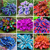 200+ Hosta Seeds Perennial Hosta Seeds for Planting Outdoor Garden Attract Polli Garden Plants