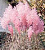 Cortaderia selloana rosea Pampas Grass Pink    1,000 seeds Pampas Grass