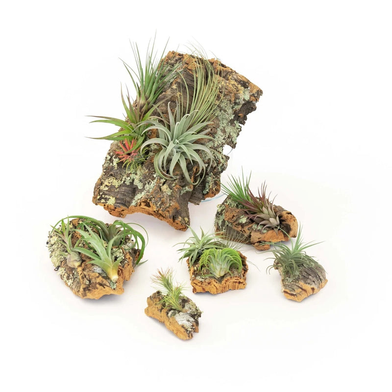 Cork bark air plant DIY kit with several mounted tillandsia plants