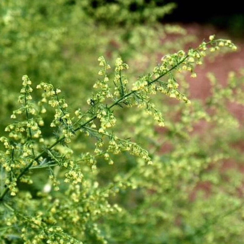 Sweet Annie Seeds (Artemisia annua) ~Traditional Herb Pollinator Garden Garden Plants
