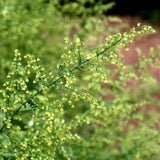 Sweet Annie Seeds (Artemisia annua) ~Traditional Herb Pollinator Garden Garden Plants