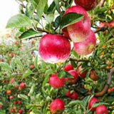 Pink Lady Apple Tree 2-3ft Tall Now Live Apple Tree Green Plant