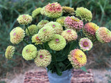 100+ Queen Lime Blush Zinnia Seeds for Garden Planting - USA - FREE SHIPPING! Garden Plants