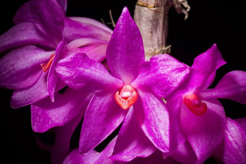 Purple orchid flower cluster with five pointed petals and pink throat