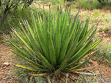 RARE AGAVE LECHUGUILLA exotic garden cacti succulent rare cactus seed 50 SEEDS Garden Plants