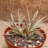 D2124 AGAVE STRICTA NANA pot10-H8-W9 cm MaMa Cactus Green Plant