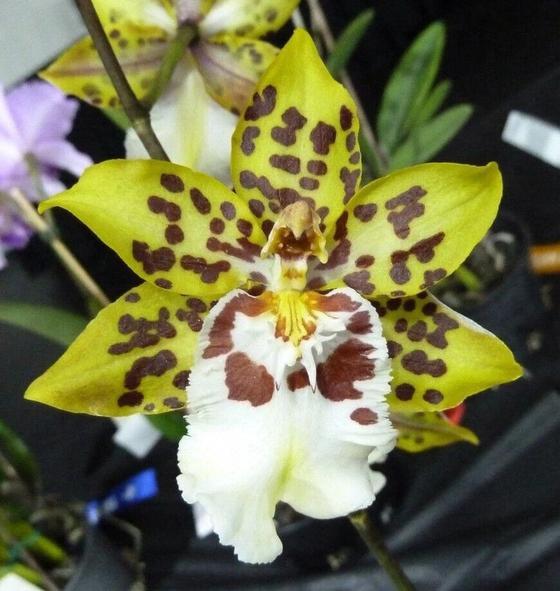 (503-5)Onc.Dorothy wilson 'Golden Gate'       FS Orchids