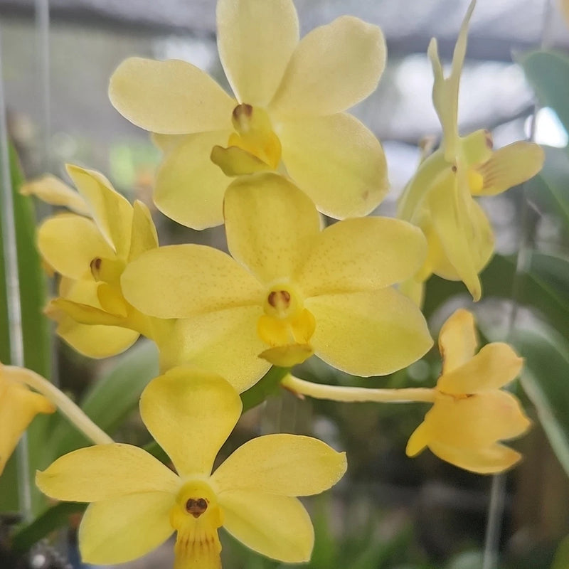 Yellow hanging orchid plant with multiple five-petal blooms