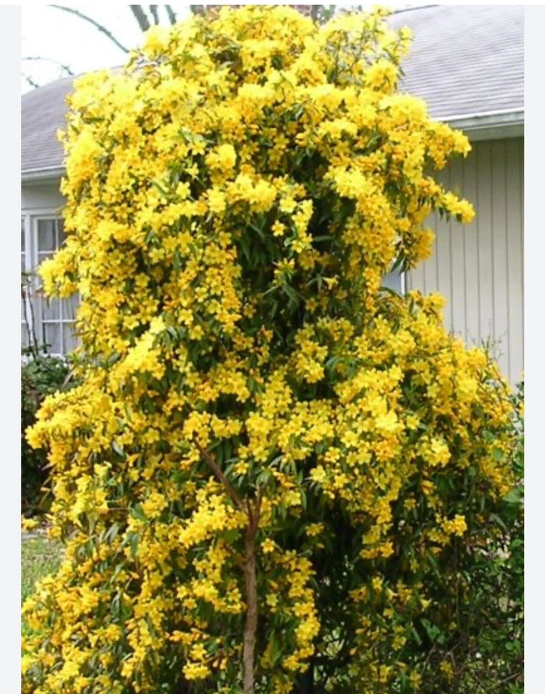 MARGARITA CAROLINA JESSAMINE~Yellow Jasmine~Gelsemium sempervirens~STARTER PLANT Garden Plants