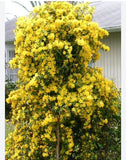 MARGARITA CAROLINA JESSAMINE~Yellow Jasmine~Gelsemium sempervirens~STARTER PLANT Garden Plants