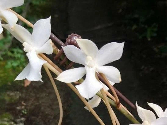 Wood-mount Aerangis orchid with white star-shaped flowers on dark branches