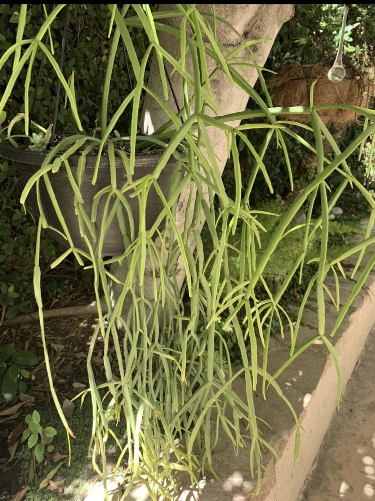 Branched green cactus succulent cutting with long thin trailing stems