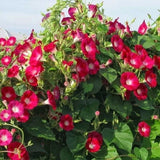 25 SCARLET O'HARA MORNING GLORY SEEDS FRESH HARVEST FOR GARDENS Garden Plants