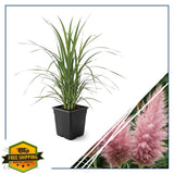 Live Pink Pampas Grass Plant Cortaderia selloana 10" Tall Pot Pampas Grass