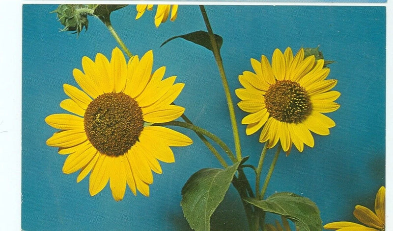 KANSAS-THE SUNFLOWER-STATE FLOWER-#S40665-2-(KS-MISC*) Sunflower