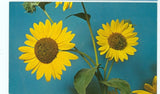 KANSAS-THE SUNFLOWER-STATE FLOWER-#S40665-2-(KS-MISC*) Sunflower