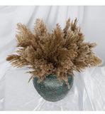Pampas Grass Small (Natural) Pampas Grass
