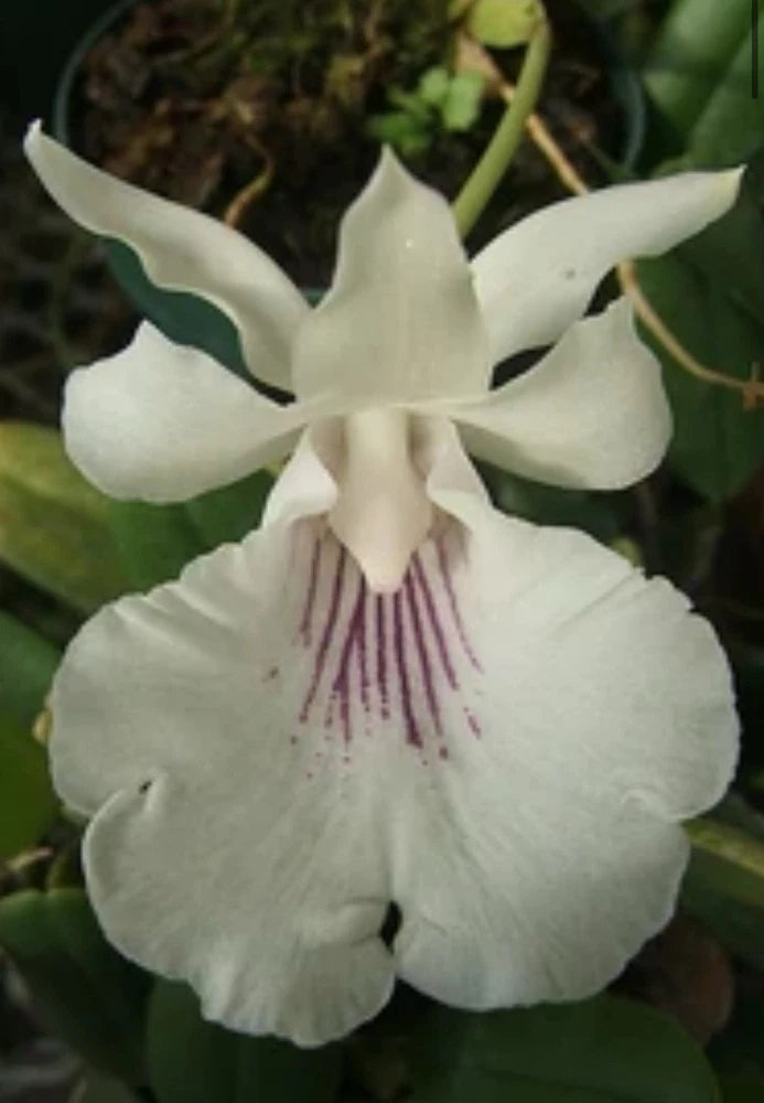 White orchid bloom with ruffled petals and purple striped throat