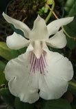 Cochleanthes amazonica Orchids