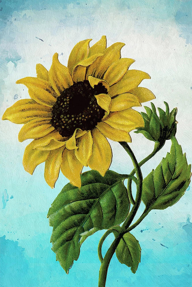 Sunflower wall poster with yellow flower, dark center, and green leaves (vintage art)