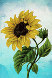 Sunflower Flower Colorful Vintage Reproduction Art Wall Poster - POSTER 20x30 Sunflower