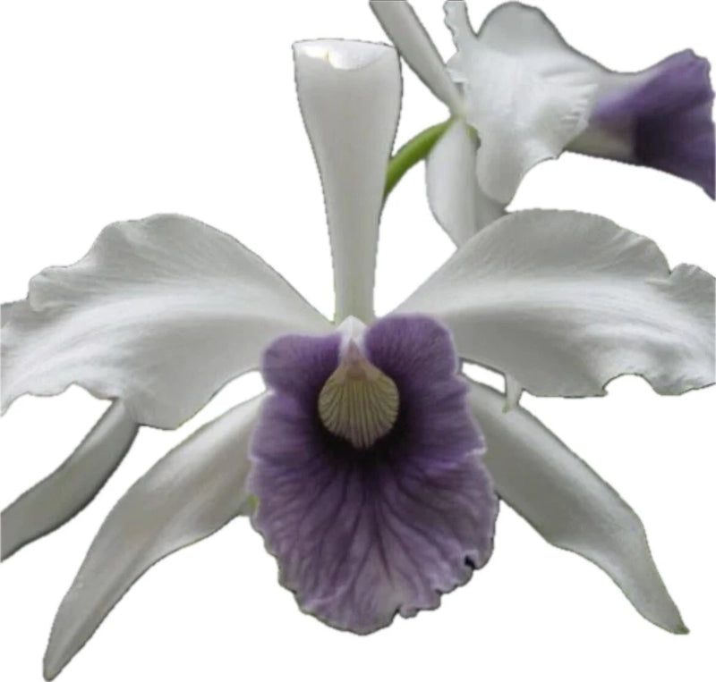 Purple and white orchid flower with ruffled petals and central yellow lip