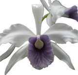 Cattleya L. Purpurata V Werkhauseri Striata Ôvalley IsleÕ X AWZ- USA 4Ó Orchids
