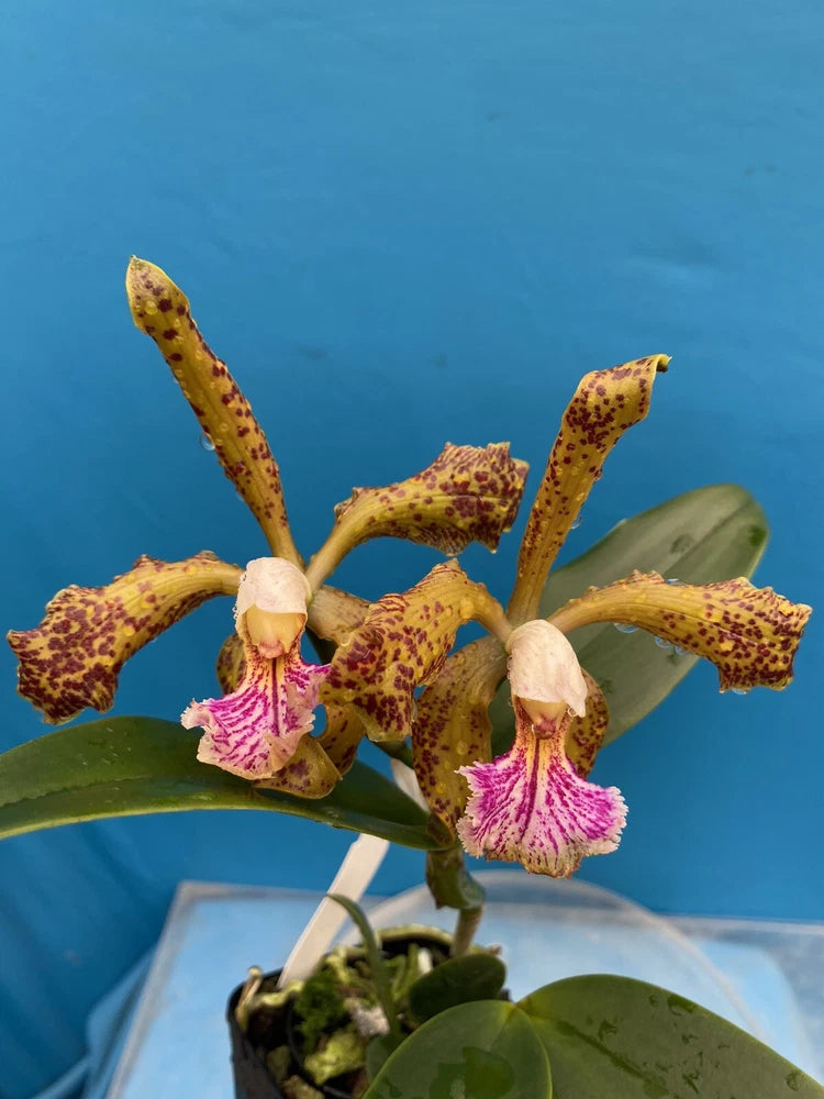 Fragrant orchid with yellow spotted petals and pink-purple lips, green leaves in pot