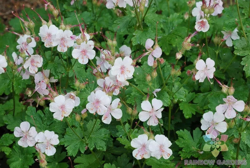 25+ Biokovo Geranium Seeds for Garden Planting - USA - FREE SHIPPING! Garden Plants