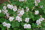 25+ Biokovo Geranium Seeds for Garden Planting - USA - FREE SHIPPING! Garden Plants