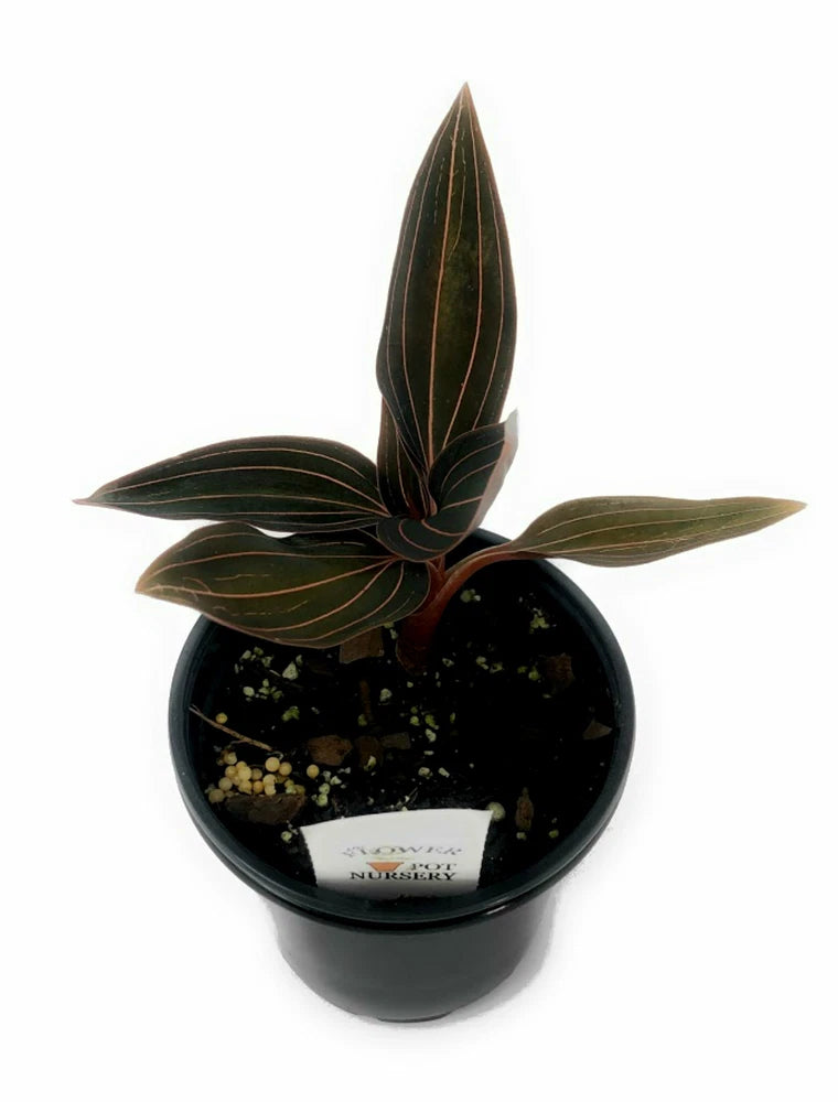 Jewel orchid plant in a black 4-inch pot with dark green striped leaves