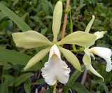 Orchid Encyclia randii alba x Cattleya maxima alba - bare root Orchids