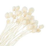 30 Pcs 16 Inch Dried Flowers for Vase Mini Pine Ball Flowers White(Stem) Dried Flower