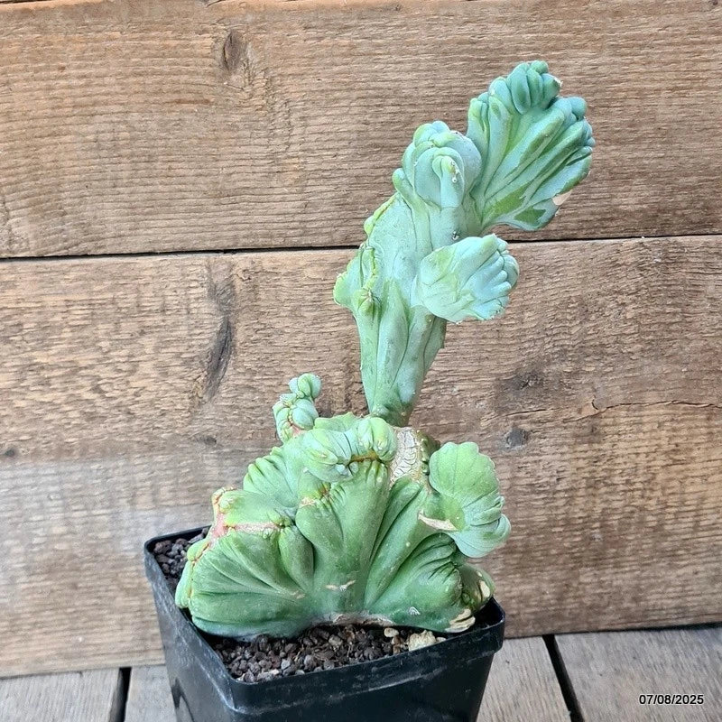 D5760 MYRTILLOCACTUS GEOMETRIZANS CRESTED pot12-H25-W15 cm MaMa Cactus Green Plant